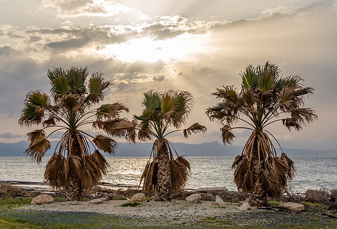 图为三棵种植于塞浦路斯帕福斯区Ayia Marina Chrysochous（英语：Ayia Marina Chrysochous）的棕榈树，于日落时分拍摄。