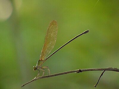 Vestalis gracilis female