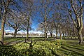 This picture was taken in early March when the daffodils were in full bloom.