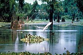 A swamp in the Atchafalaya Basin