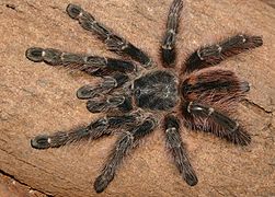 Avicularia taunayi female