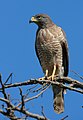 Roadside Hawk