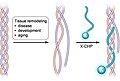 Collagen hybridizing peptides