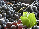 Tempranillo grapes