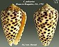 Conus pulicarius Hwass in Bruguière, J.G., 1792