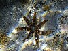 The blue spiny starfish (Coscinasterias tenuispina)