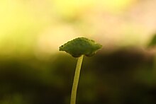 Reproductive structure of Cryptomitrium tenerum