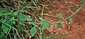 Vernonia cinerea at Ananthagiri Hills, in Rangareddy district of Andhra Pradesh, India.