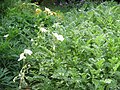 Erodium chrysanthum