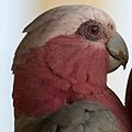 female Galah