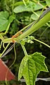 Extrafloral nectar glands[4] with Oecophylla smaragdina ants