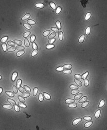 English: Spores of the microsporidium Hamiltosporidium magnivora as seen with phase-contrast microscopy. The spores are about 4 μm long. The host is Daphnia magna.