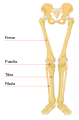 Lower portion of a human skeleton