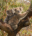 Koala and joey