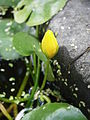 Nymphoides peltata bud