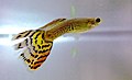 A male guppy