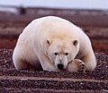 北極熊在休息的情景