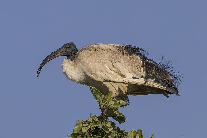 图为埃塞俄比亚兹怀湖的埃及圣鹮（Threskiornis aethiopicus）。今天是埃塞俄比亚庆祝古尔邦节（伊斯兰历1443年）的公众假期。