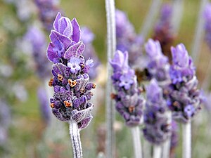 Lavender flower