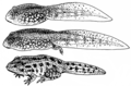 Tadpole (PSF).png