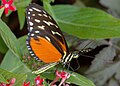 Tiger Longwing Ventral view