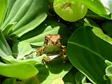 A small toad on water lettuce.