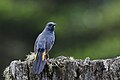 White-bellied redstart