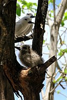 White tern parents near their chick, in Cousin Island, Seychelles.