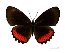 Museum specimen ♂ dorsal side