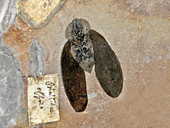A blattoid cockroach found in Carboniferous rocks of France