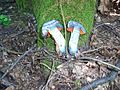 Fungi of Šumadija