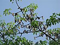 Opened cotton pods.