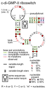 Cyclic di-GMP-II riboswitch: Secondary structure for the riboswitch marked up by sequence conservation.