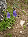 Campanula pulla