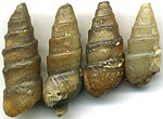 Chalcedonized gastropods internal molds