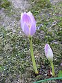 Colchicum bormuelleri