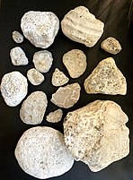 Fossil corals from Rowleys Bay, including those from the genera Favosites and Halysites.