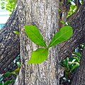 Leaves growing from trunk