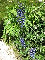 Delphinium elatum