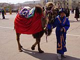 穿着民族服装的哈萨克斯坦男孩骑着骆驼参加拜科努尔举行的纳吾肉孜节庆祝活动