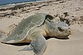 Adult turtle nesting