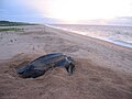 Image 32Leatherback sea turtle on the beach near the village of Galibi (from Suriname)