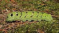 Green colour morph of the larva