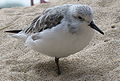 休息於 蒙特利灣水族館鳥舍