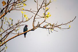 Oriental Dollar Bird at Central Park, Salt Lake, Kolkata