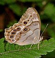 A Pearly Eye butterfly (Enodia portlandia), tribe Elymniini, at Lk. Jackson Mounds Archaeological State Park.