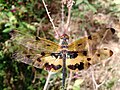 Rhyothemis variegata at Kottayam, Kerala