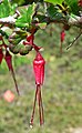 Ribes speciosum