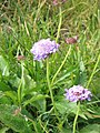 Scabiosa lucida