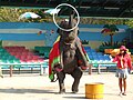 Elephant show at the zoo